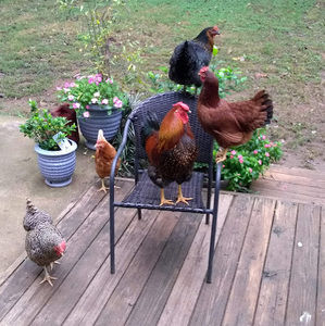 Meet your Posher, Dawn